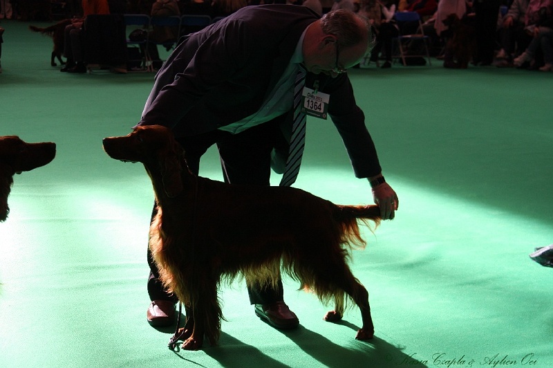 Crufts2011 798.jpg